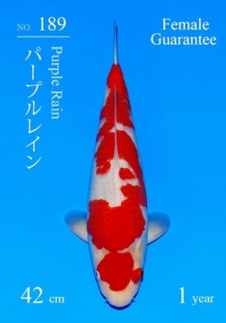 Kohaku Sakai FF 42cm Tosai Female SHQ 