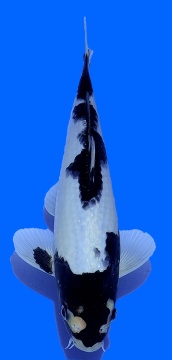 Matsukawabake Aoki 30cm Nisai VHQ 