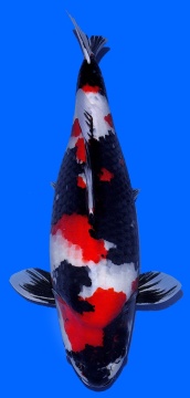 Showa Dainichi 60cm Sansai Female SHQ 