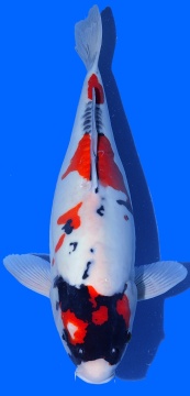 Doitsu Showa 50cm Nisai Shinoda HQ 