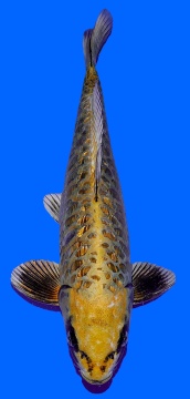 Bigscale Igarashi 42cm Nisai Male High Quality 