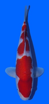 Kohaku Toshinobu Igarashi 32cm 16 Monate VHQ 