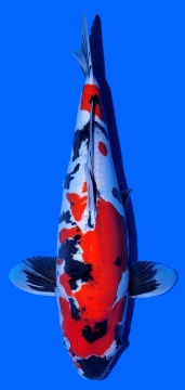 Doitsu Showa Shinoda 48cm Sansai Female VHQ 