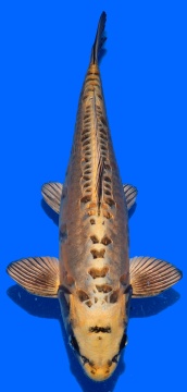 Bigscale Igarashi 41cm Nisai Male High Quality 