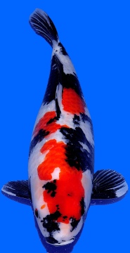 Showa Dainichi 68cm 2J Female VHQ 