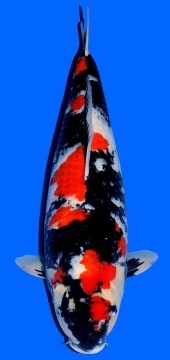 Showa Dainichi 61cm Nisai Female VHQ 