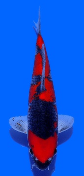 Goshiki Aoki 30cm Nisai VHQ 