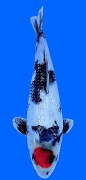 Ginrin Tancho Showa Teradomari 40cm Nisai Female VHQ 