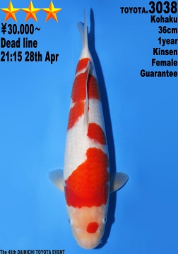 Kohaku Dainichi Toyota 36cm Tosai Female VHQ 