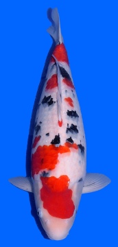 Sanke Sakai FF 55cm Nisai Female VHQ 