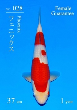 Kohaku Sakai FF 37cm  Tosai Female VHQ 