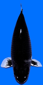 Matsukawabake Taniguchi 75cm Female 