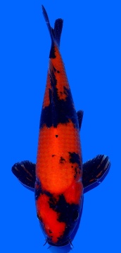 Hi Utsuri Genjiro 25cm Nisai Female HQ 