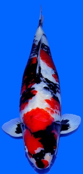 Showa Dainichi Toyota 71cm Gosai Male VHQ 