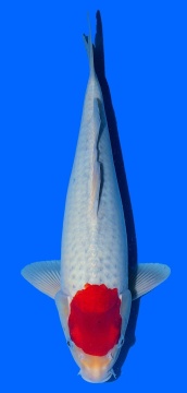 Tancho Goshiki Aoki 41cm Nisai Female HQ 
