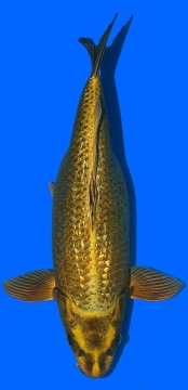 Ginrin Mukashi Ogon Momotaro 45cm Nisai Female HQ 