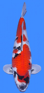 Showa Dainichi 56cm Nisai Female HQ 