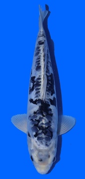 Ginrin Bigscale Toshinobu Igarashi 42cm 16 Monate VHQ 