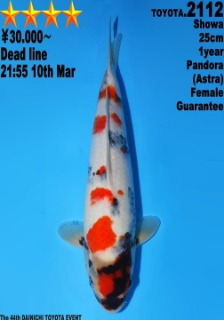 Showa Dainichi Toyota 25cm Tosai Female SHQ 