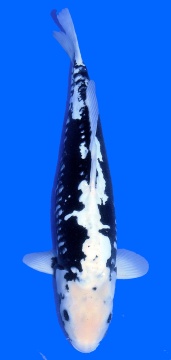 Kumonryu Higashi 56cm Tosai Female VHQ incl Mudpond 