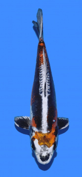 Benikikokuryu Aoki 35cm Nisai  