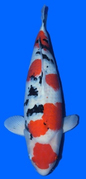 Sanke Taniguchi 68cm Yonsai Female VHQ 