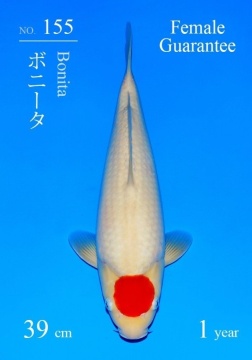 Tancho Kohaku Sakai FF 39cm Tosai Female Sakai Cup 