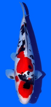 Doitsu Sanke Aoki 40cm Nisai VHQ 