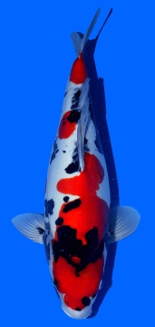 Doitsu Showa Hiroi 50cm Nisai Female VHQ 