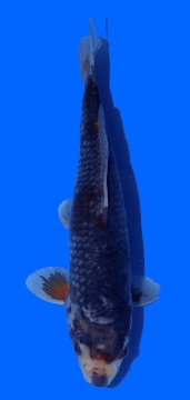 Kawari Toshinobu Igarashi 32cm 16 Monate HQ 