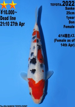 Sanke Dainichi Toyota 25cm Tosai Female HQ 