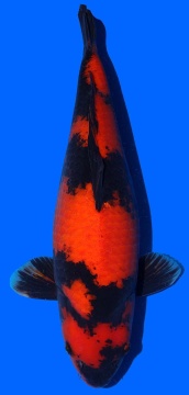 Hi Utsuri Shinoda 52cm Sansai Female VHQ 