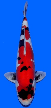 Doitsu Showa Hiroi 47cm Nisai Male VHQ 