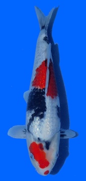 Ginrin Showa Oya 38cm 16 Monate VHQ 