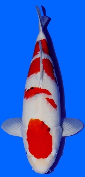 Sanke Matsue 51cm Nisai Female VHQ 