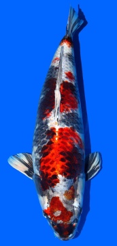 Kin Showa 67cm Toshinobu Igarashi Yonsai Female VHQ 