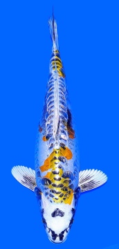 Ginrin Bigscale Ikarashi 53cm Nisai Female SHQ-VERKAUFT! 