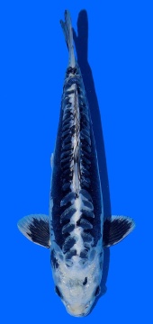 Bigscale Toshinobu Igarashi 40cm 16 Monate VHQ 