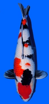 Showa Dainichi 58cm Sansai Female Super Monster VHQ 