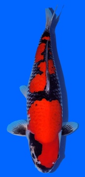 Goshiki Momotaro 57cm Sansai Female VHQ 