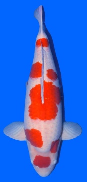 Maruten Kohaku Sakai Ltd Hiroshima 75cm Yonsai Female VHQ 