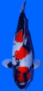 Maruten Showa Dainichi 70cm Female VHQ 