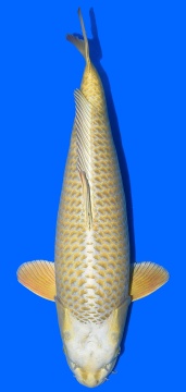 Mukashi Ogon Higashi 63cm Nisai Female VHQ 
