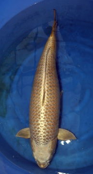 Mukashi Ogon Marusai 95cm Female - VERKAUFT! 