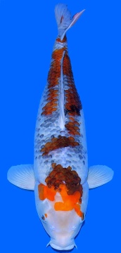 Special Sabi Koyo Ippinya 70cm Sansai Female VHQ 