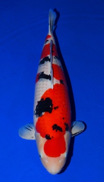Sanke Sakai FF 83cm Gosai Female Super Show Quality 