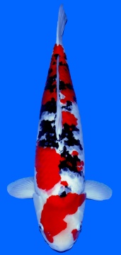 Sanke Higashi 67cm Yonsai SHQ 