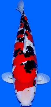 Sanke Higashi 70cm Yonsai Female VHQ 