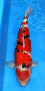 Sanke Migita 70cm Female 