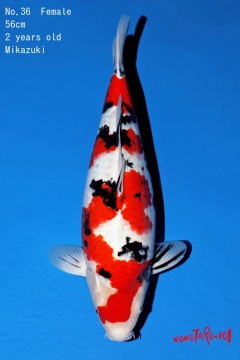 Sanke Momotaro 56cm Nisai Female High Quality 